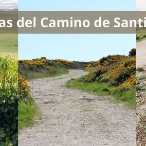 5 principales rutas del Camino de Santiago